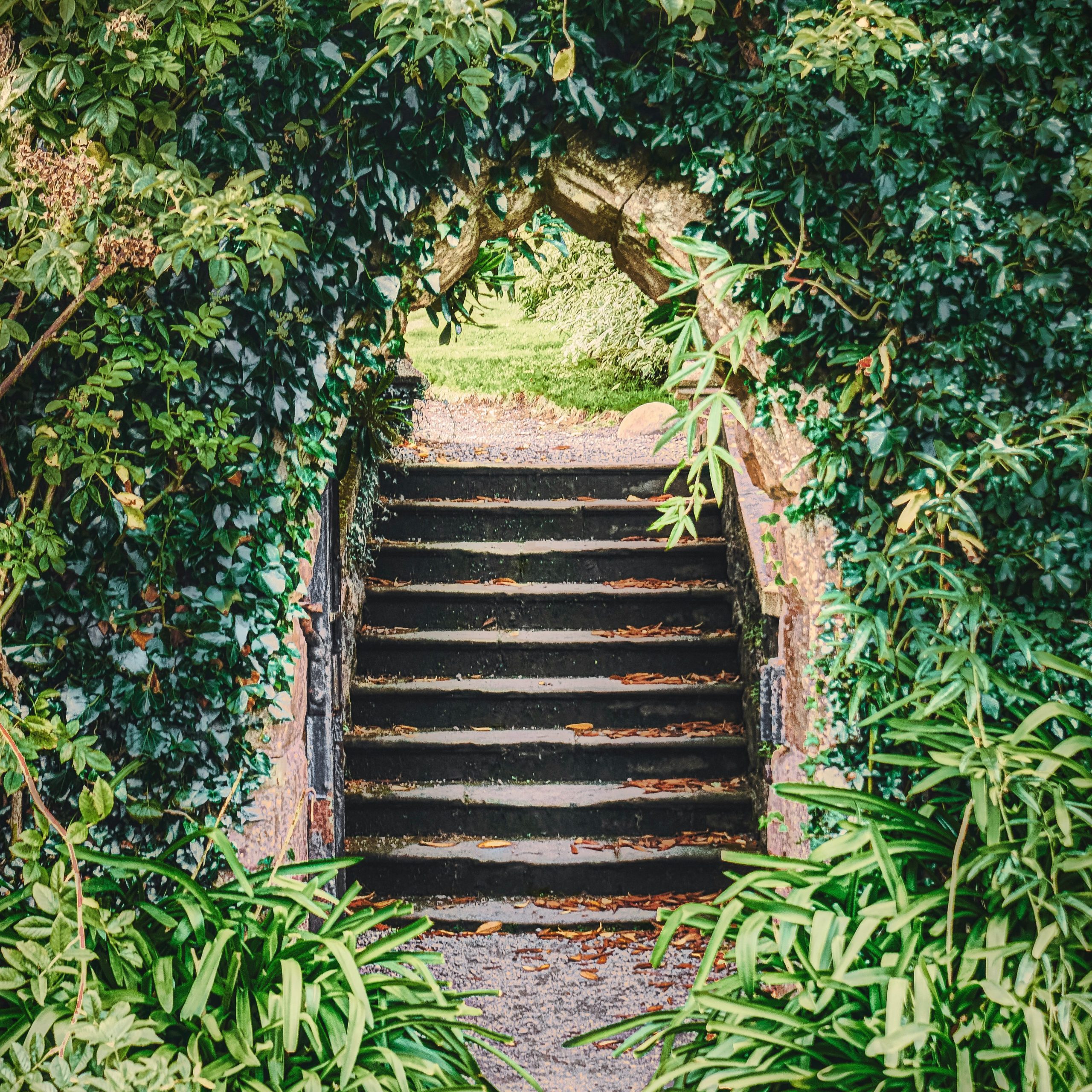 Stone steps through greenery